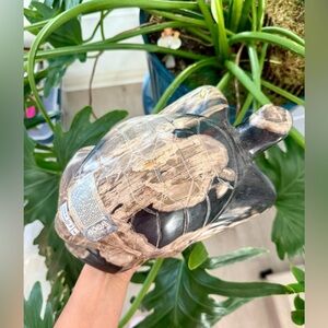 Petrified Wood Turtle